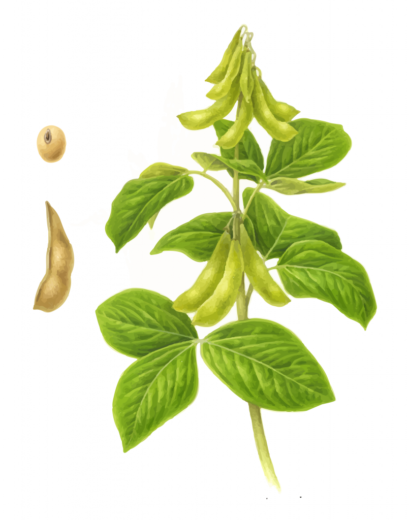 soybeans-drawing